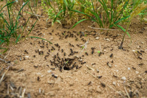 baseball ants Ants,Close-up.,Ants,Family.,Little,Black,Ants,Are,At,Work.