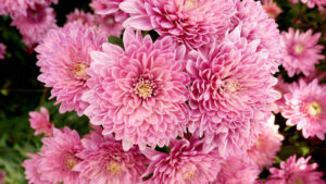 chrysanthemums A,Close,Up,Photo,Of,A,Bunch,Of,Dark,Pink