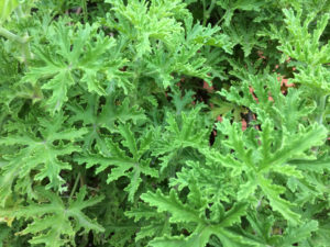 citronella Citronella,,Plant,,Nature
