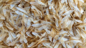 insect undertakers cover Group,Of,Dead,Flying,Termite,Or,On,The,Floor.