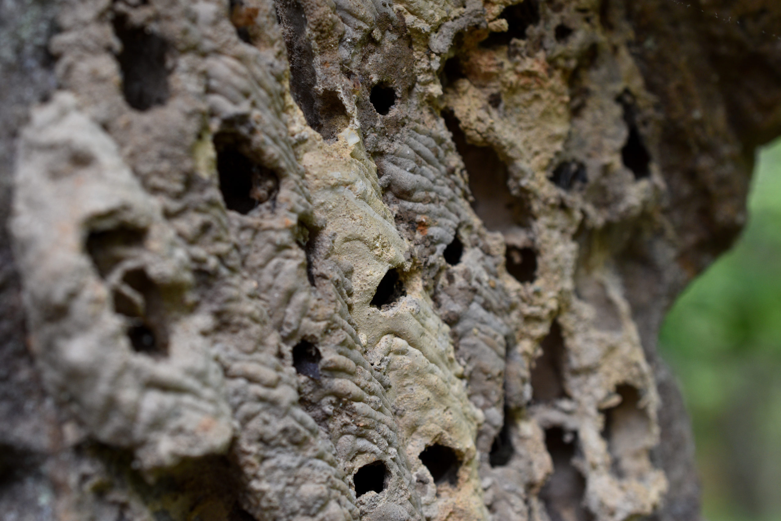 mud dauber nest old scaled Mud Daubers: Not Just a Stick in the Mud