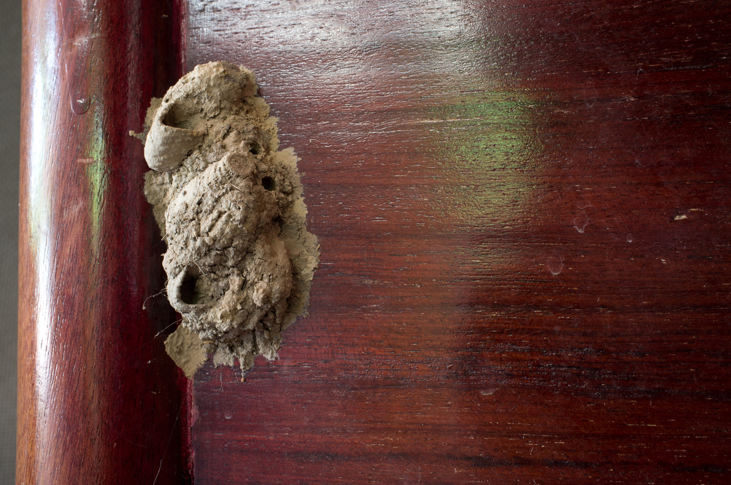 mud dauber nest scaled Mud Daubers: Not Just a Stick in the Mud