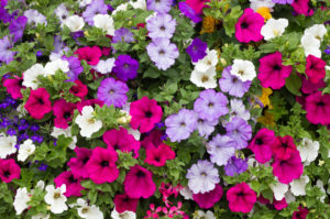 petunias Colorful,Petunia,Flowers,Close,Up.
