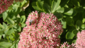 spring pest prevention cover Fly,Sitting,On,Pink,Flowering,Pl.ant,With,Background,Defocused.