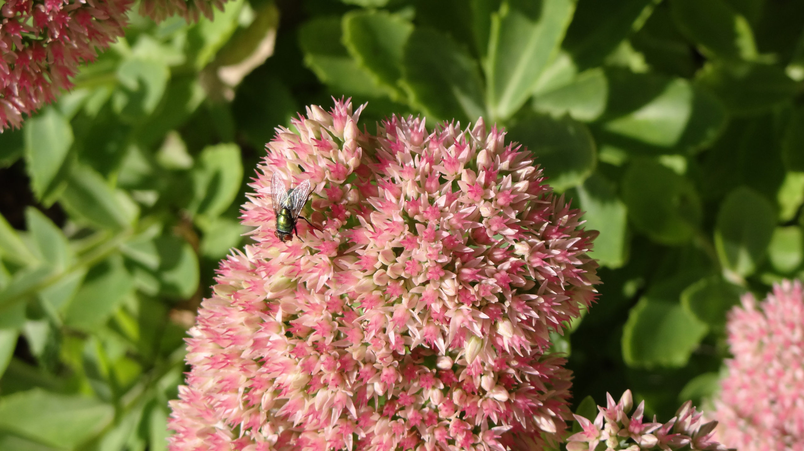spring pest prevention cover scaled 10 Ways to Prevent Pests from Ruining Your Spring