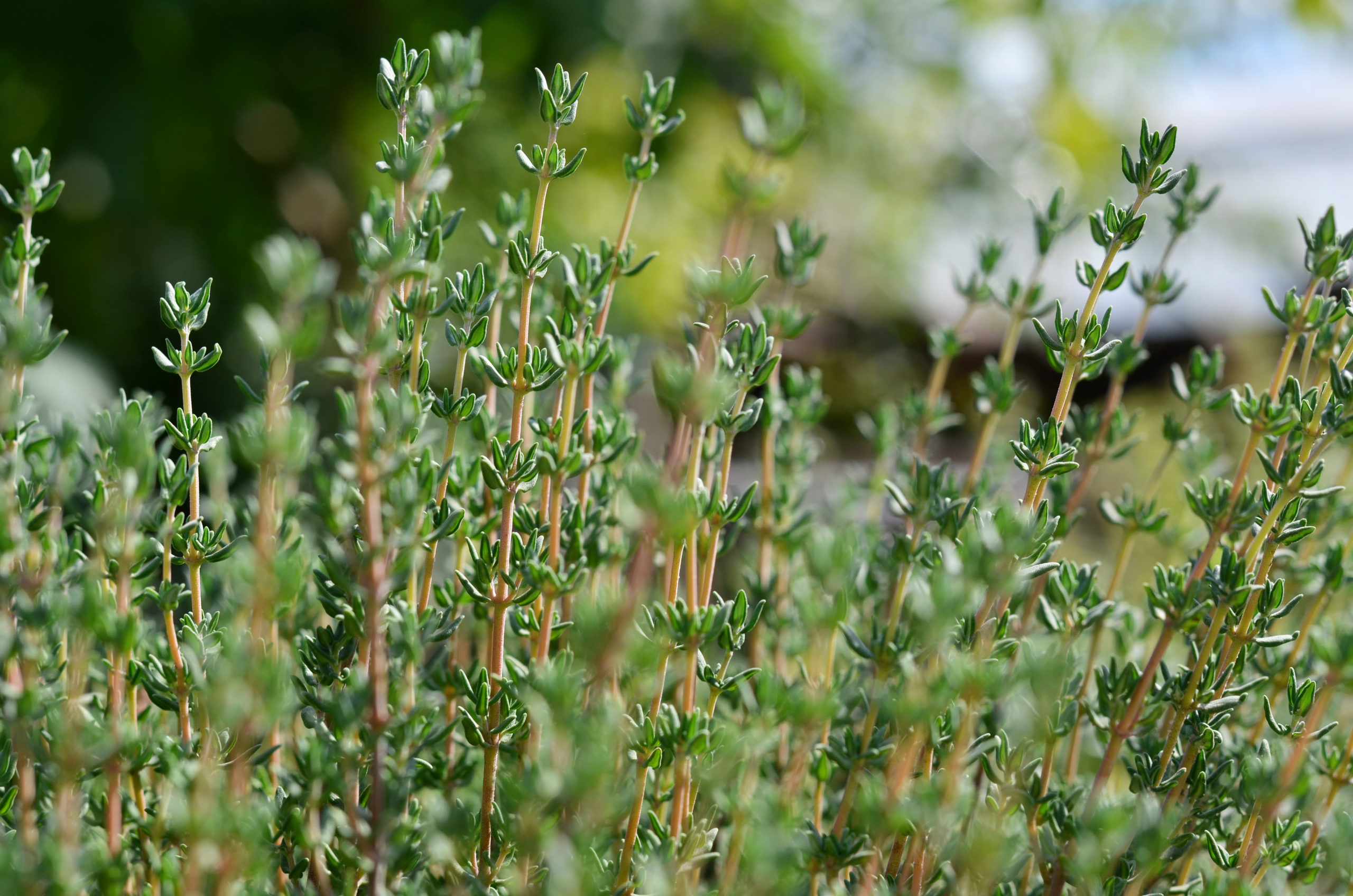 thyme scaled 11 Pest-Repelling Plants for Your Yard