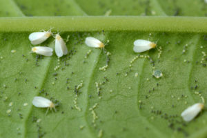 whiteflies cover Greenhouse,Whitefly,-,Trialeurodes,Vaporariorum