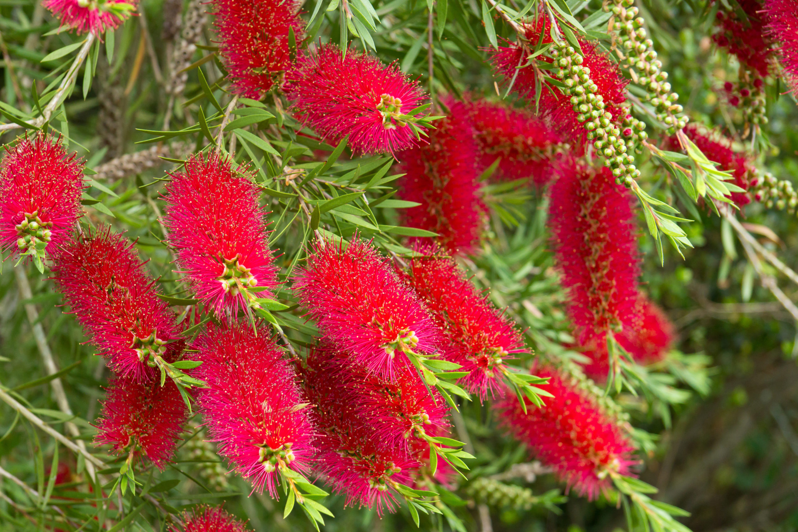 bee plant bottle brush scaled 12 Flowers That are All the Buzz with Bees