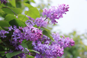 bee plant lilacs Big,Lilac,Branch,Bloom.,Bright,Blooms,Of,Spring,Lilacs,Bush.