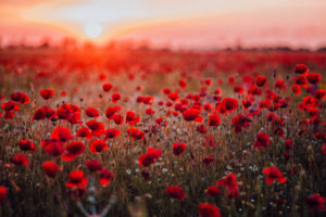 bee plant poppy Beautiful,Field,Of,Red,Poppies,In,The,Sunset,Light.,Russia,