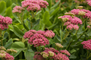 bee plant sedum Bumblebee,On,Beautiful,Decorative,Garden,Plant.,Sedum,(sedum,Spectabile),At