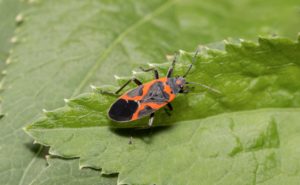 boxelder cover Close,Up,View,Of,Boxelder,Bug,On,Green,Leaves.