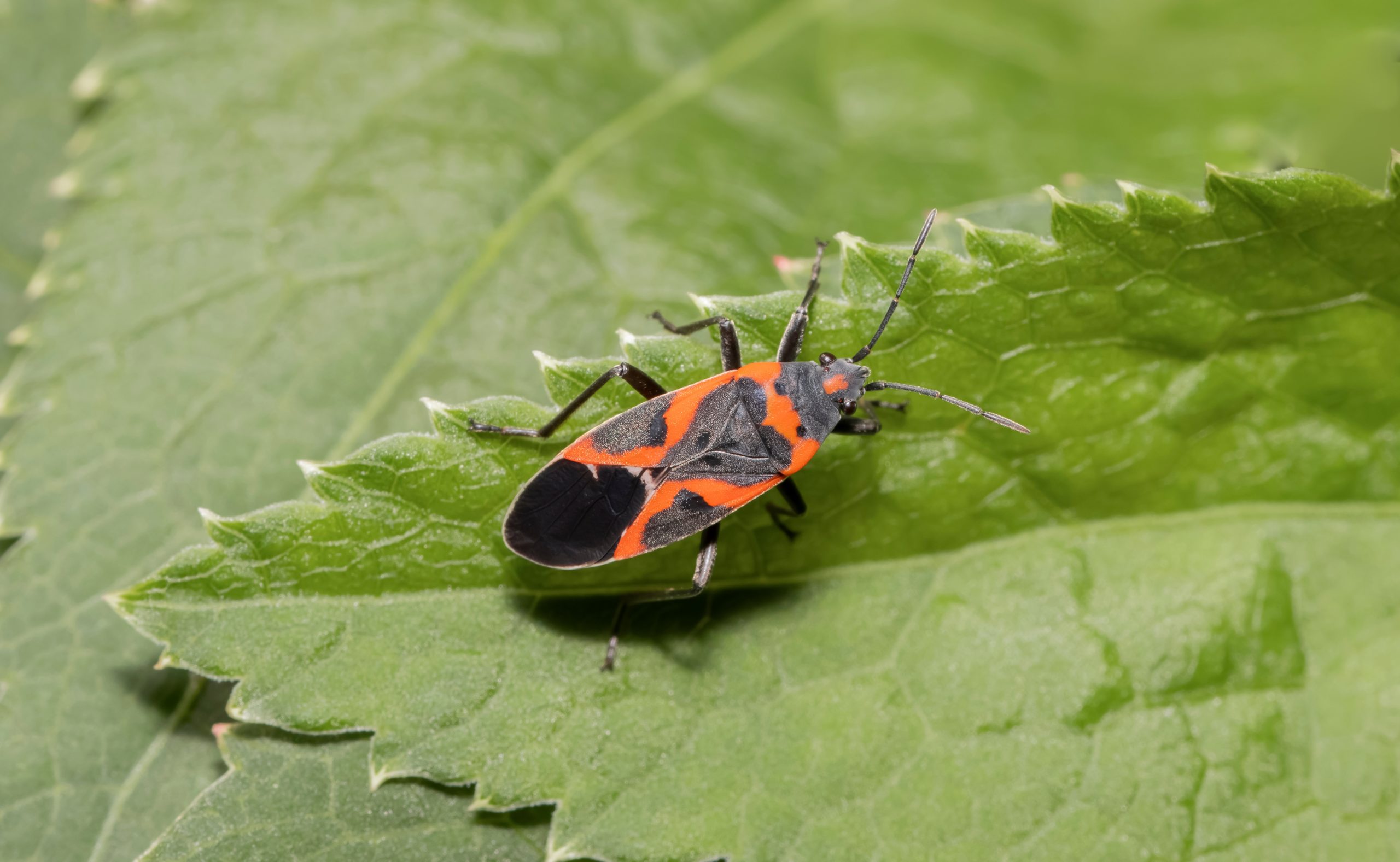 boxelder cover scaled Boxelder Bugs: An Unsuspected Pest