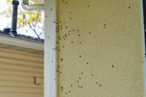 boxelders home Box,Elder,Bugs,Swarm,And,Infest,The,Siding,Of,A