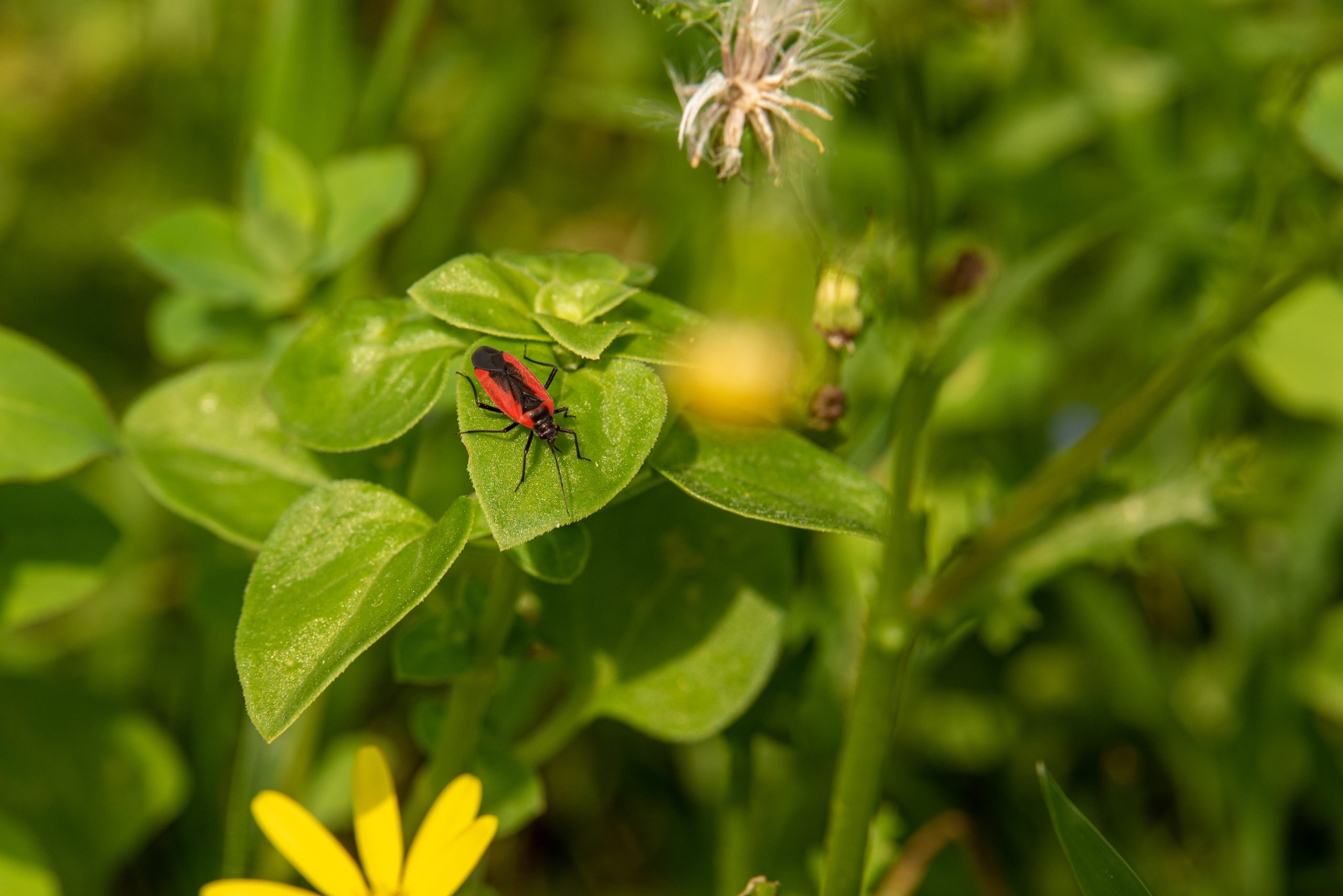boxelders life scaled Boxelder Bugs: An Unsuspected Pest