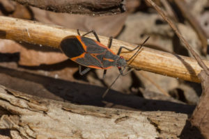 boxelders pest Eastern,Boxelder,Bug,Cling,To,A,Dead,Stem.,Taylor,Creek