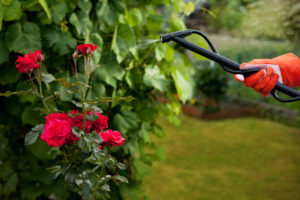 easter pest control Protecting,Plant,From,Vermin,With,Pressure,Sprayer