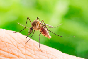 mosquito cover Aedes,Aegypti,Mosquito.,Close,Up,A,Mosquito,Sucking,Human,Blood,