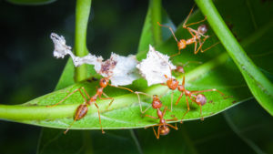 pest personality ant Ants,Lifting,Capacity,Of,Large,Pieces