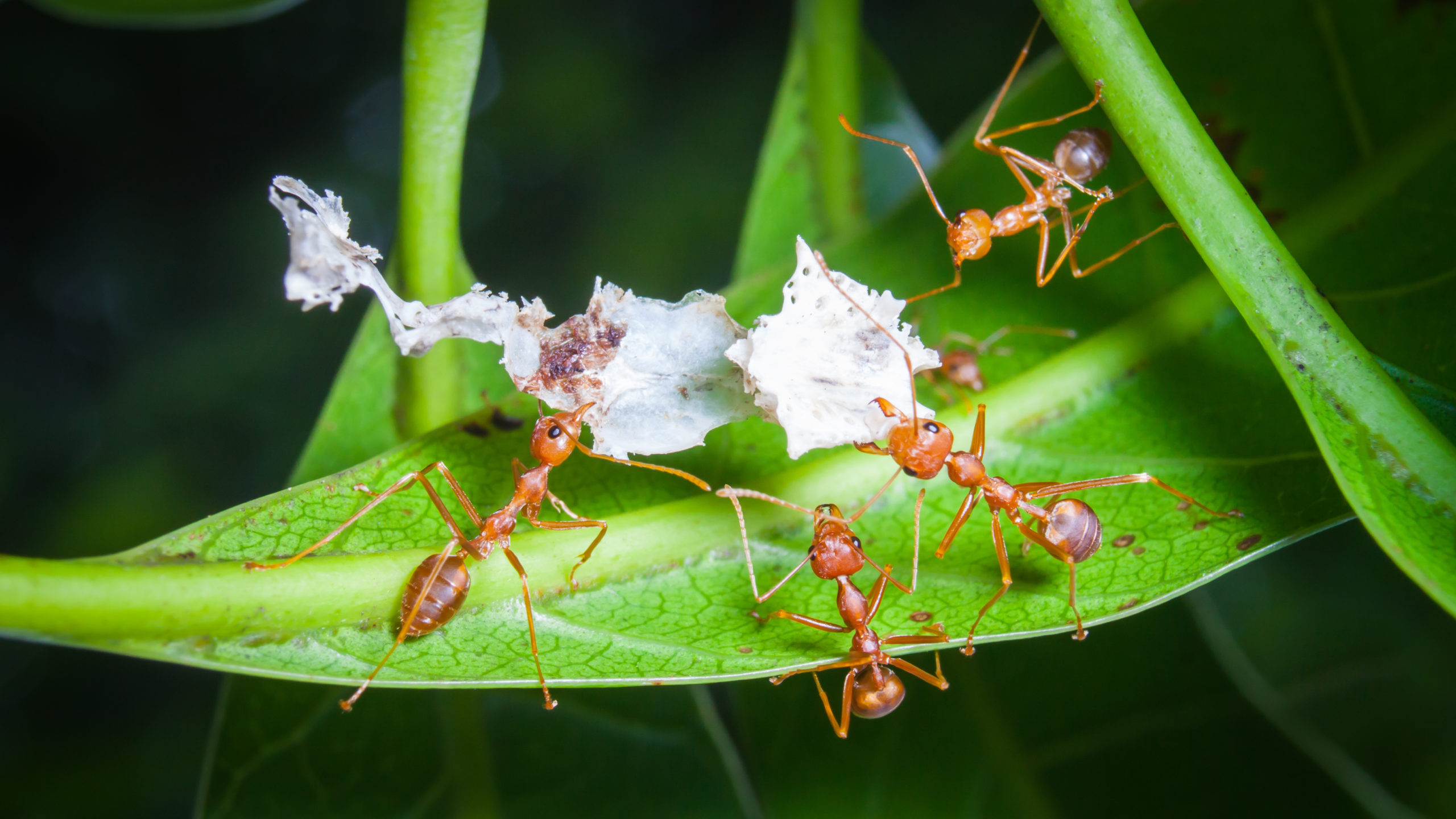 pest personality ant scaled The Personalities of Pests, Featuring a Fun Quiz!