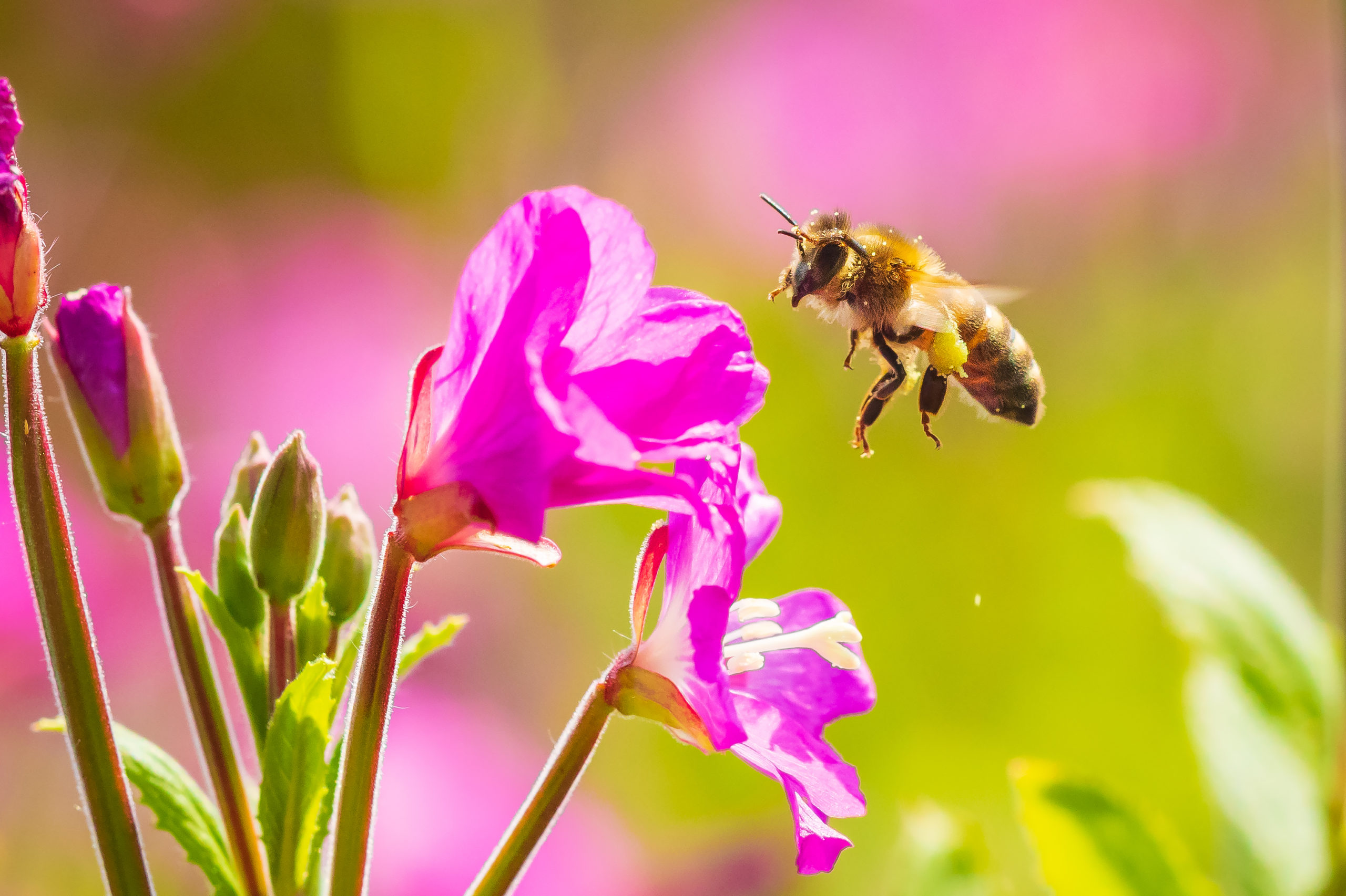 pest personality bee scaled The Personalities of Pests, Featuring a Fun Quiz!