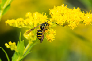 pest personality wasp European,Paper,Wasp,,Probably,Polistes,Dominulus,,On,Goldenrod,At,The