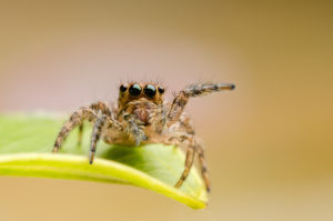 pest personlity spider Macro,Closeup,On,Hyllus,Semicupreus,Jumping,Spider.,This,Spider,Is