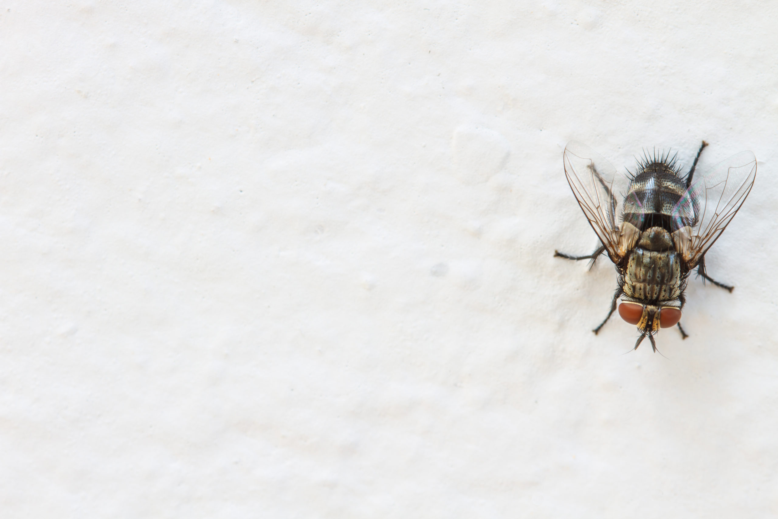 pest phrase fly scaled What Do These Animal and Pest-Related Phrases Mean?