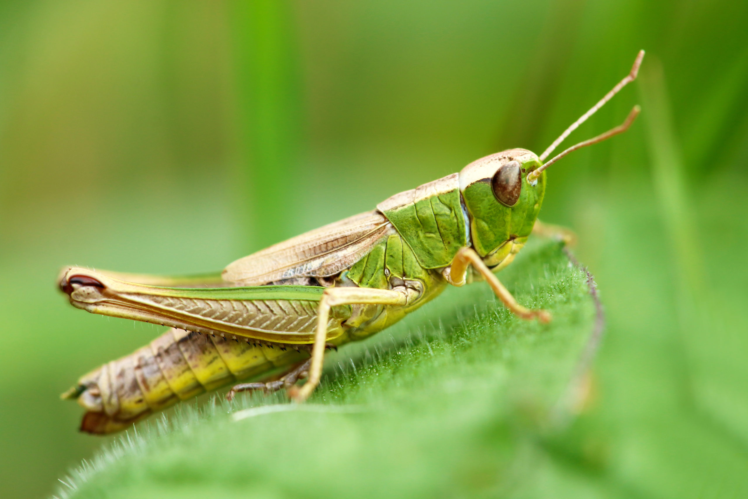 pest phrase grasshopper scaled What Do These Animal and Pest-Related Phrases Mean?