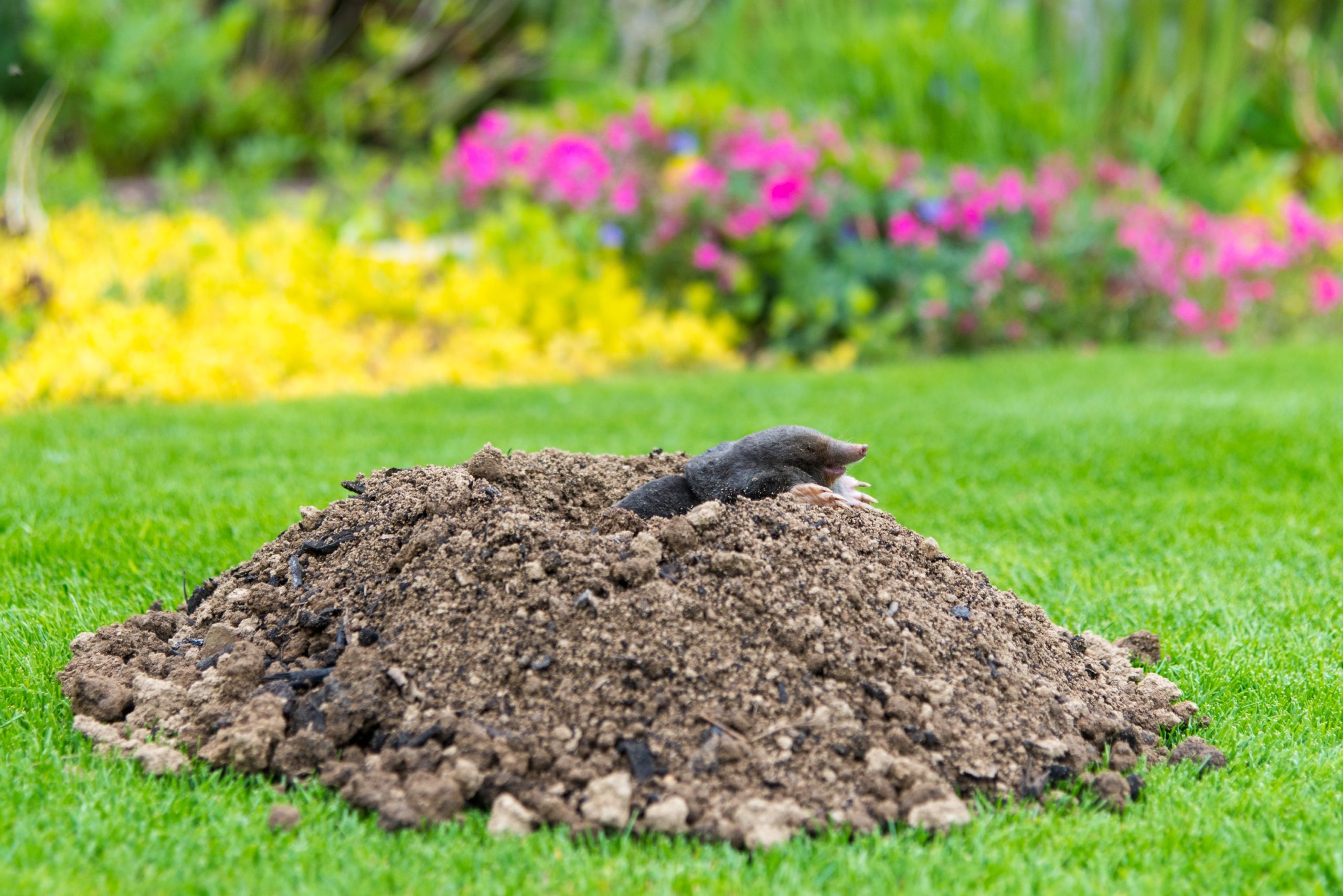 pest phrase molehill scaled What Do These Animal and Pest-Related Phrases Mean?
