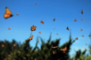 songs butterflies Millions,Of,Monarch,Butterfly,Flying,In,Rosario,,Mexico