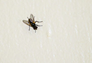 songs fly A,Literal,Picture,Of,A,Fly,On,The,Wall,To