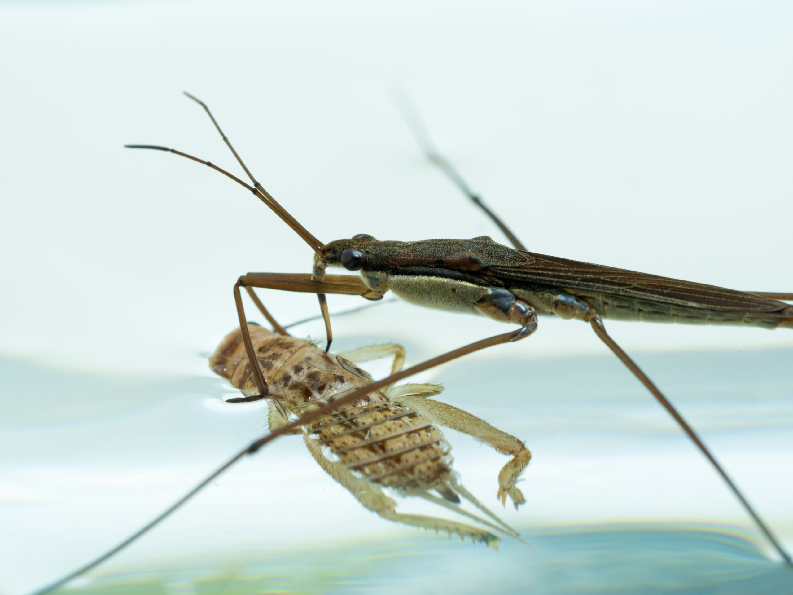 water strider diet scaled The Watery World of Water Striders