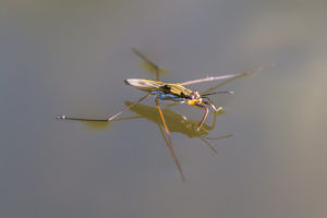 water strider life Water,Strider,(lat.,Gerridae)