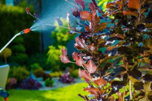 water strider pest control Backyard,Garden,Pest,Control,Spraying.,Small,Tree,Spraying,In,The