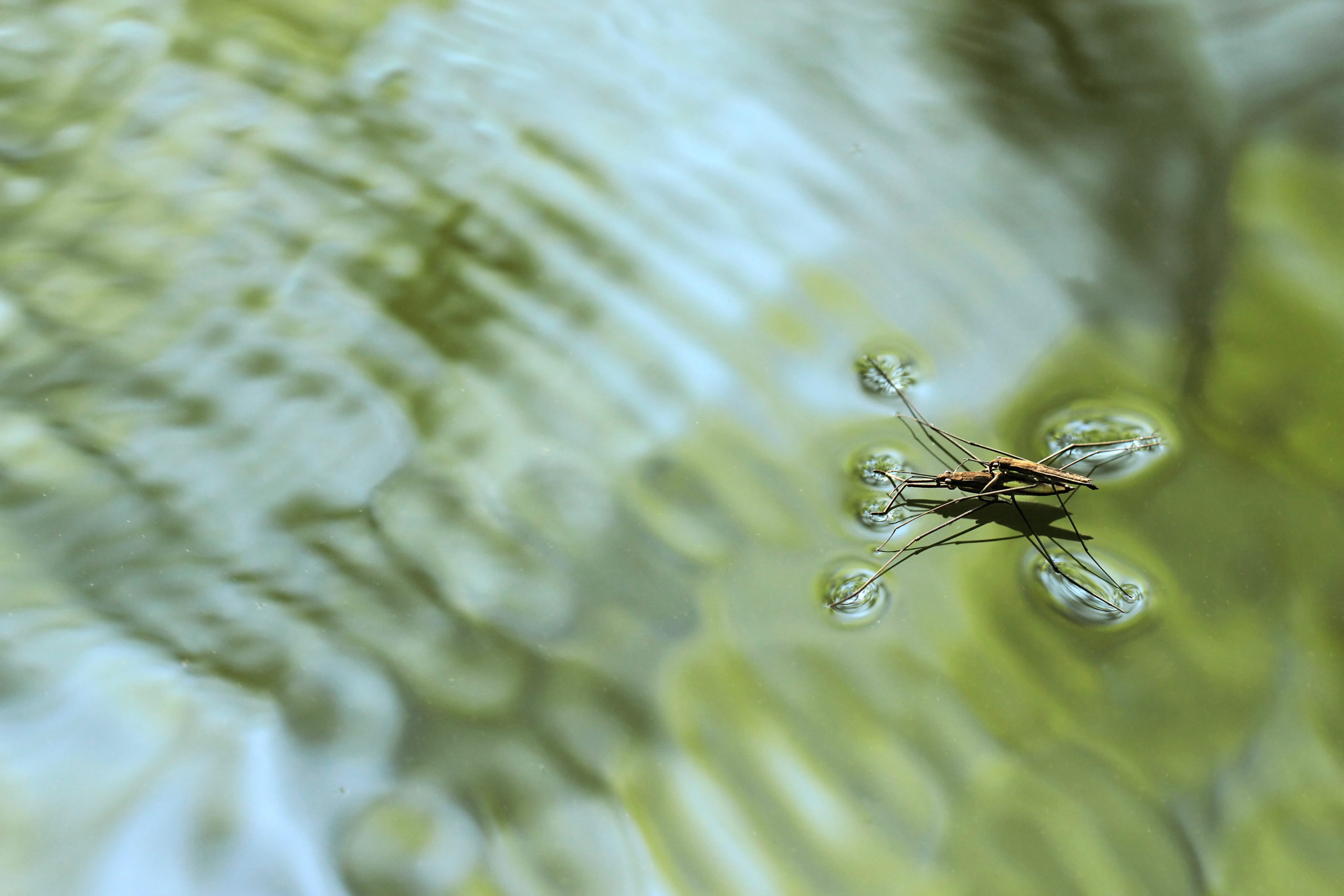 water strider walk scaled The Watery World of Water Striders