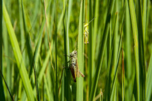 baseball grasshopper A,Grasshopper,Sitting,In,The,Grass,Close,Up.,A,Green