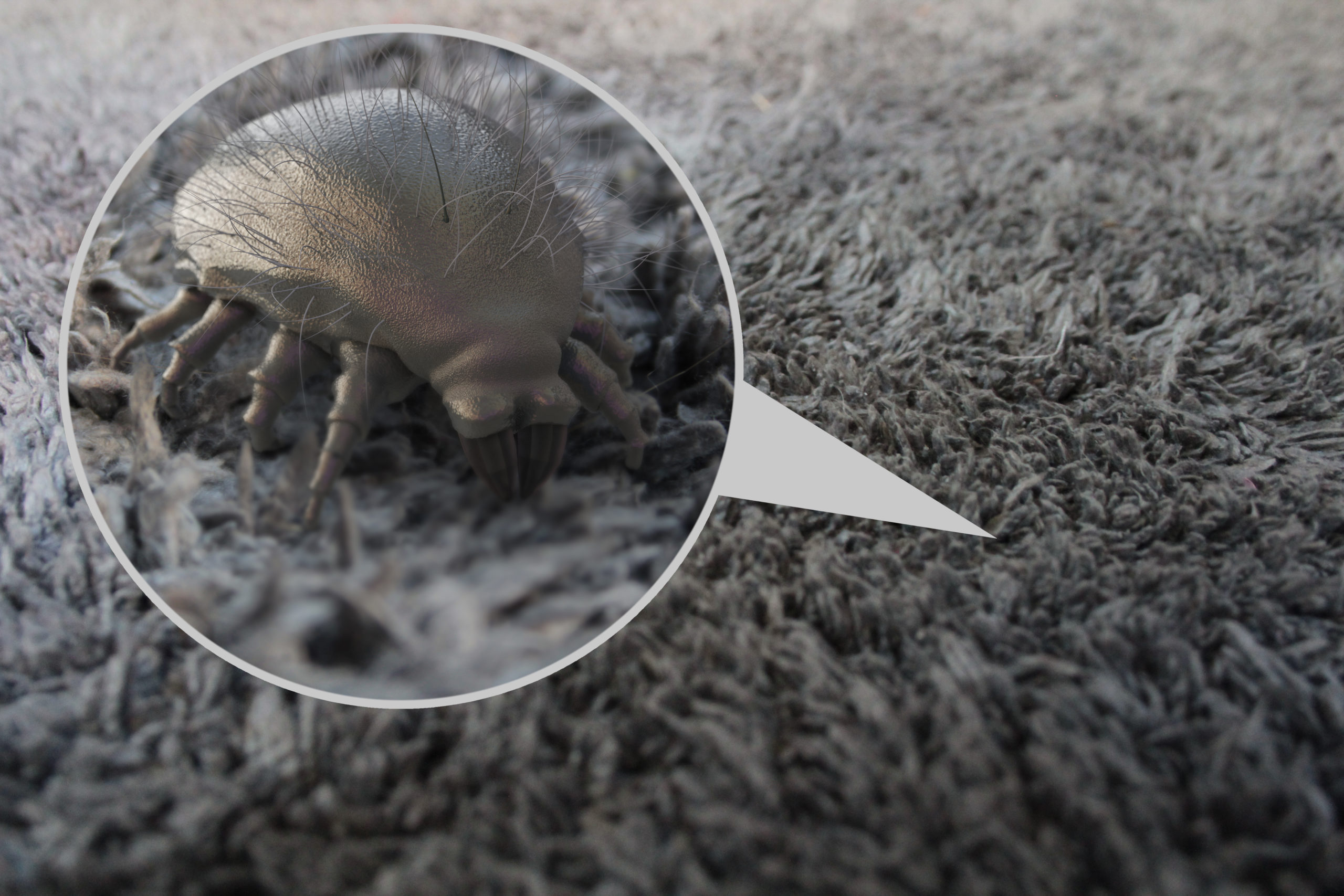 carpet dust mites scaled 5 Pests That Could be Living in Your Carpet