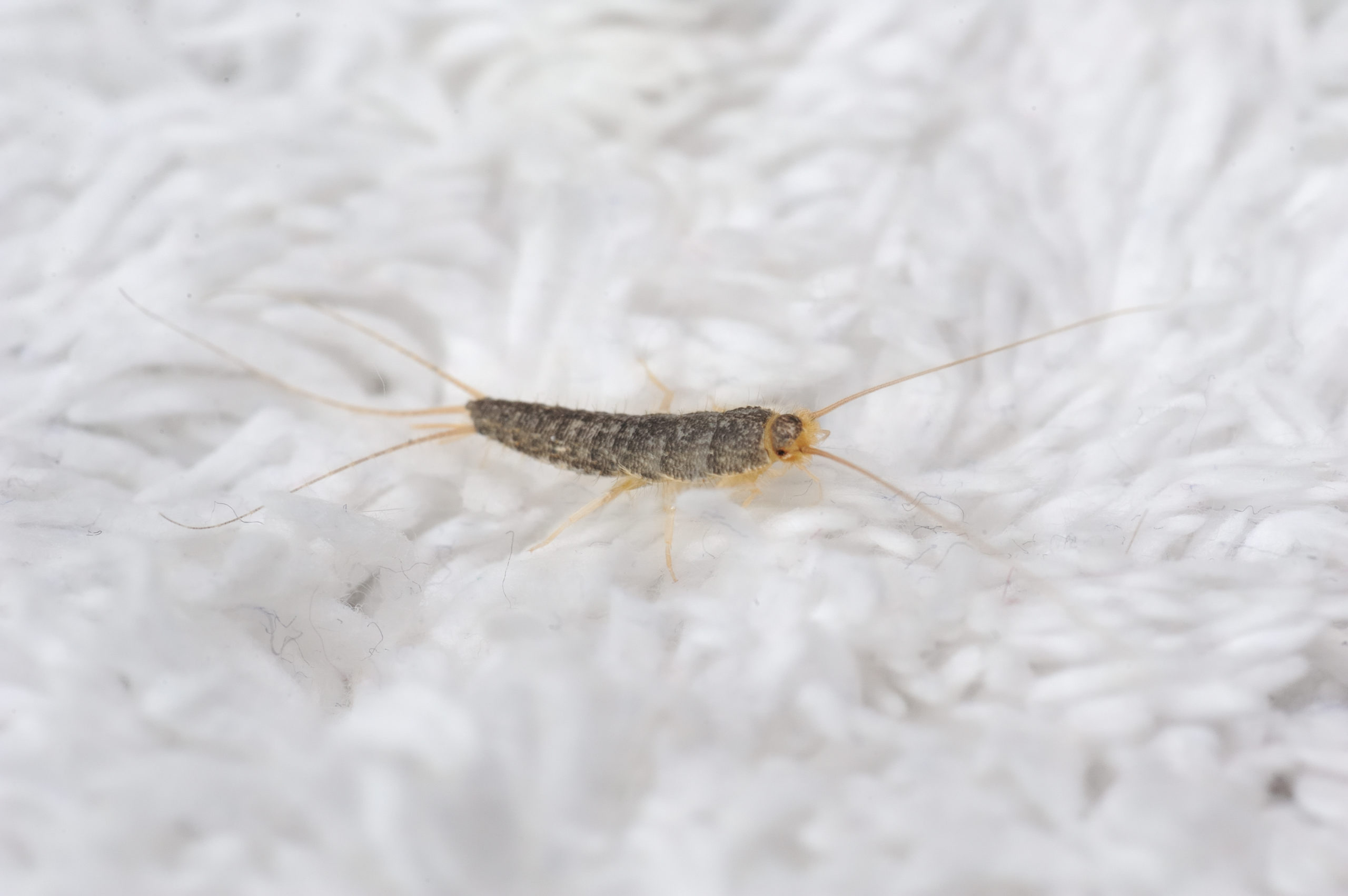 carpet silverfish scaled 5 Pests That Could be Living in Your Carpet