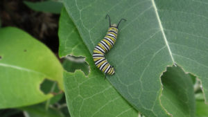 childrens caterpillar Monarch,Caterpillar,Has,Yellow,,White,,And,Black,Stripes,And,Is