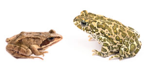 childrens frog Small,Frog,Against,Big,Toad,Isolated,On,White,Background