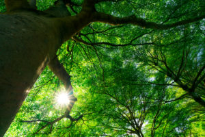 childrens giving tree Bottom,View,Of,Tree,Trunk,To,Green,Leaves,Of,Big