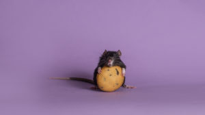 childrens mouse Rat,With,Cookie,Isolated.,Cute,Rat,Holding,Cookie.
