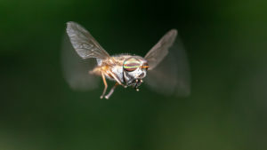 colors horse flies Horse,Or,Deer,Fly,Family,Tabanidae