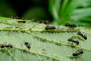 common pest cover Garden,Ants,Tend,To,Their,Aphids