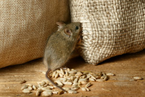 common pest mice Closeup,The,Vole,Mouse,Nibbles,The,Sack,Of,Grain,In