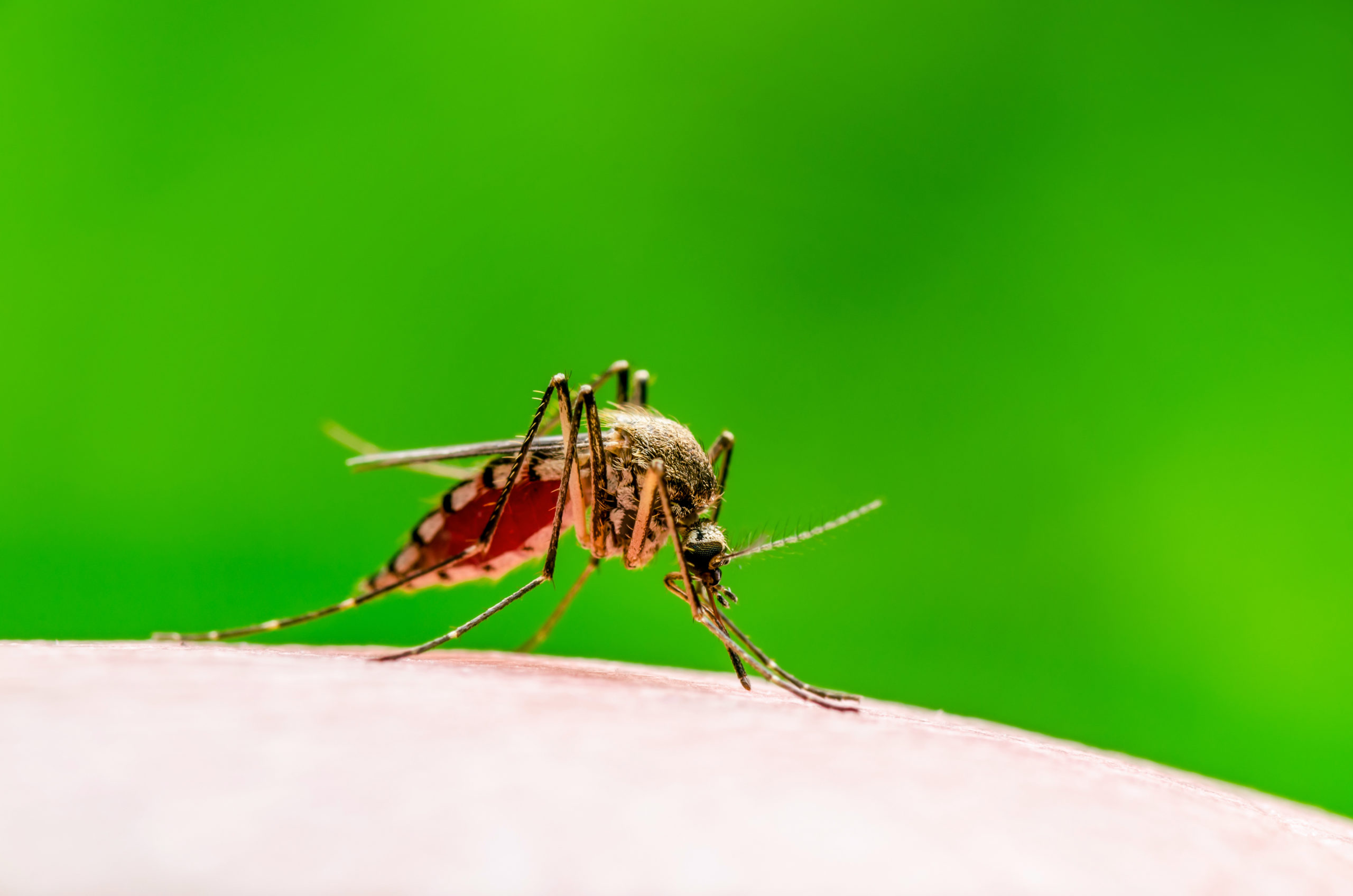common pest mosquitoes scaled 5 Most Common Pests Treated by Pointe Pest Control