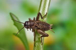 crickets cover Crickets,On,A,Pole