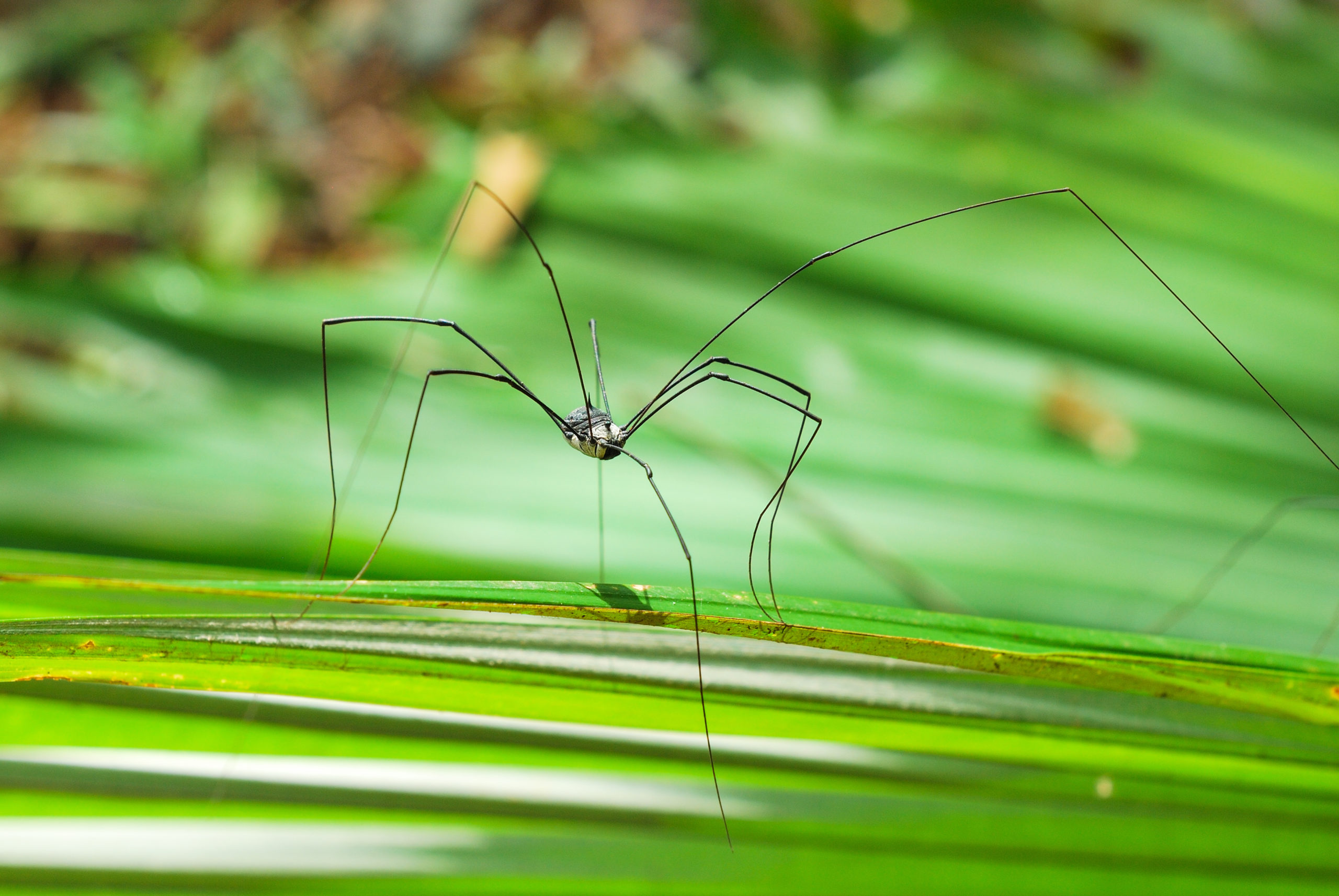 daddy longlegs cover scaled Combative “Harmless” Insects vs. Easygoing “Scary” Insects