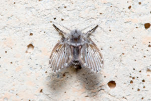 flies drain fly Clogmia,Albipunctata,Drain,Fly,Posed,On,A,Concrete,Wall,Under
